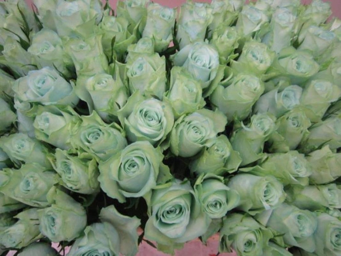 <h4>R Gr Athena Sweet Blauw L50</h4>