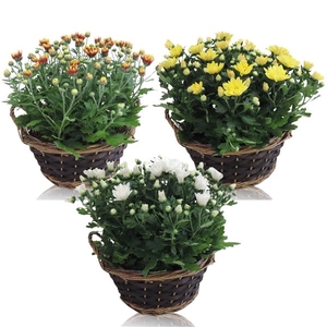 Collectie Hanoi Chrysant Mix in Mand 25 cm