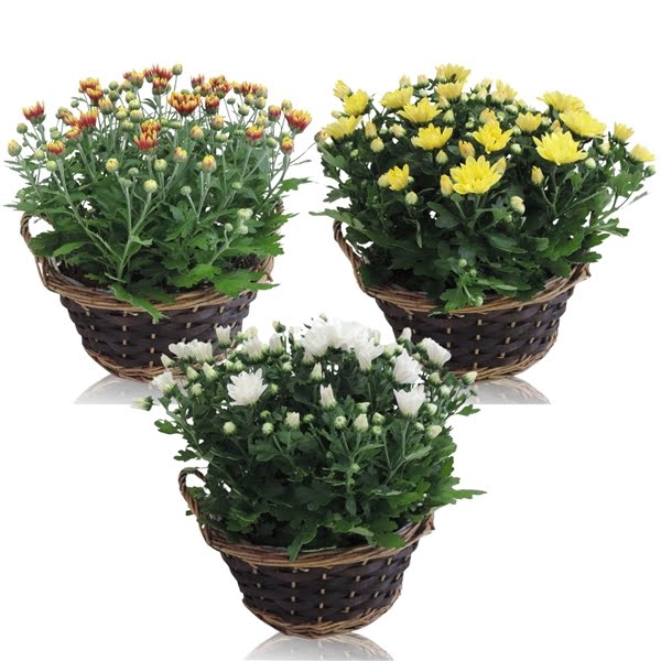 Collectie Hanoi Chrysant Mix in Mand 25 cm