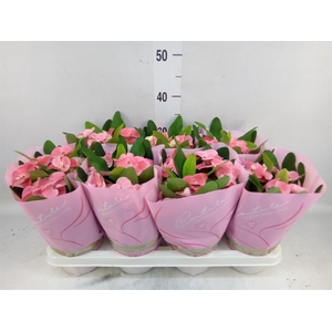 Euphorbia milii 'Charlotte'