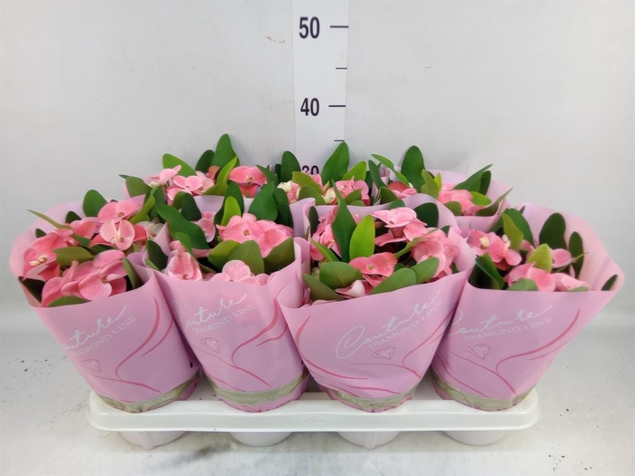 <h4>Euphorbia milii 'Charlotte'</h4>