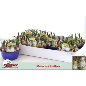 MUSCAR ESTHER