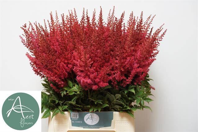 <h4>ASTIL AR PAUL GAARDE</h4>