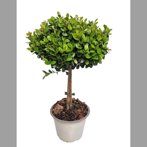 MYRSINE AFRICANA