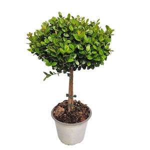 MYRSINE AFRICANA