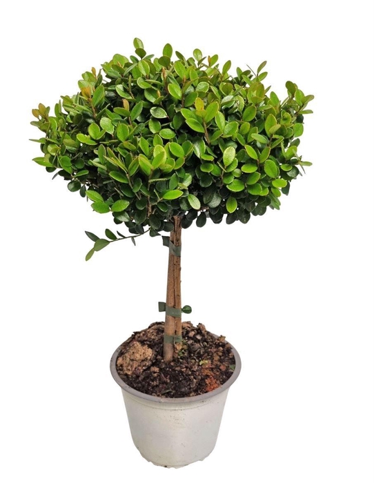 MYRSINE AFRICANA