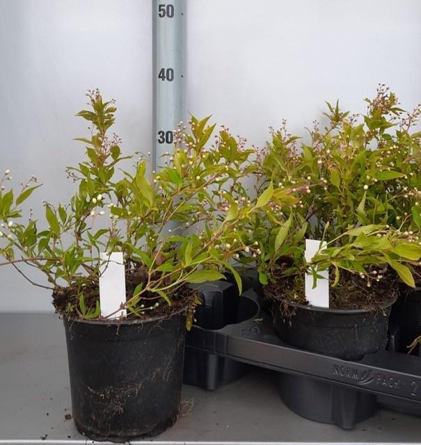 <h4>DEUTZIA  GR NIKKO</h4>