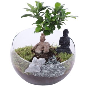 Ficus m. Ginseng Ø09cm in Glass Bowl Vase Ø20cm