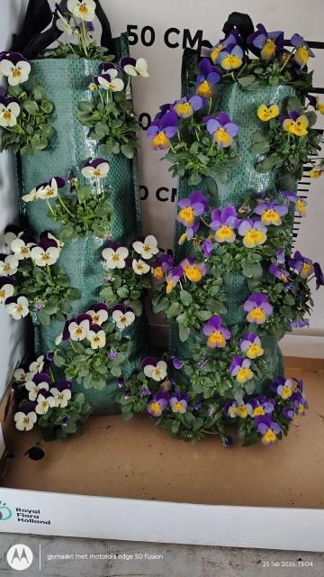 <h4>VIO CORNUTA</h4>