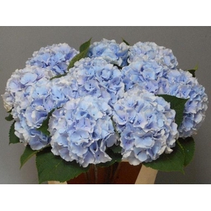 Hydrangea verena blue