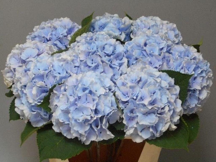<h4>Hydrangea verena blue</h4>