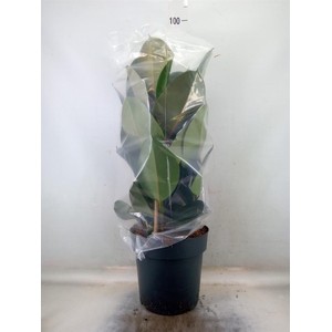 Ficus elastica 'Robusta'