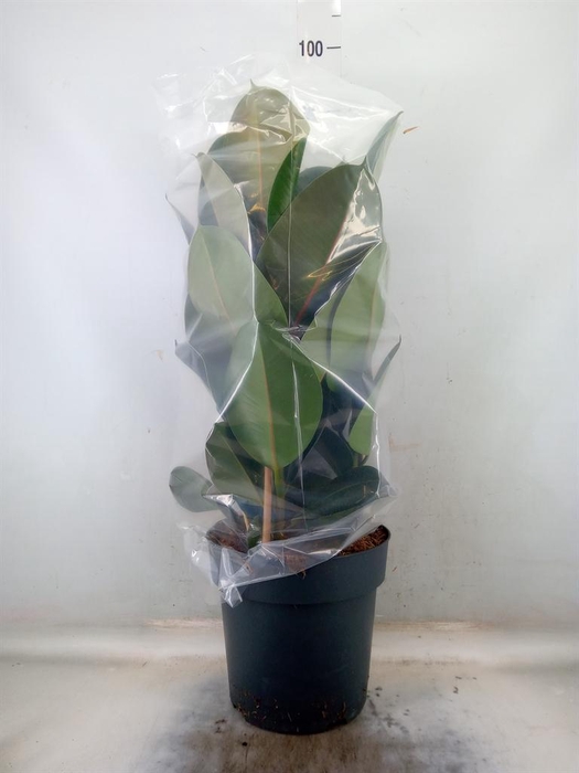 <h4>Ficus elastica 'Robusta'</h4>