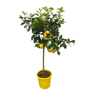 Citrus hystrix