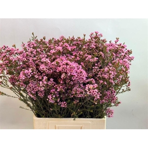 CHAME SARAHS DELIGHT