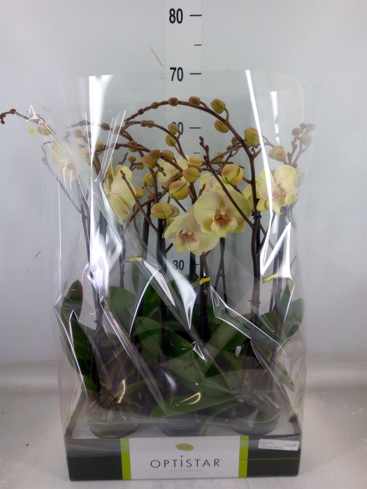 <h4>Phalaenopsis   ...yellow</h4>