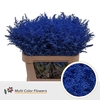 Solidago DYED Blue Dark