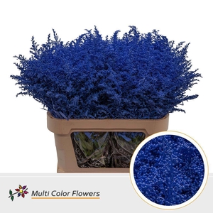 Solidago colored BLUE DARK