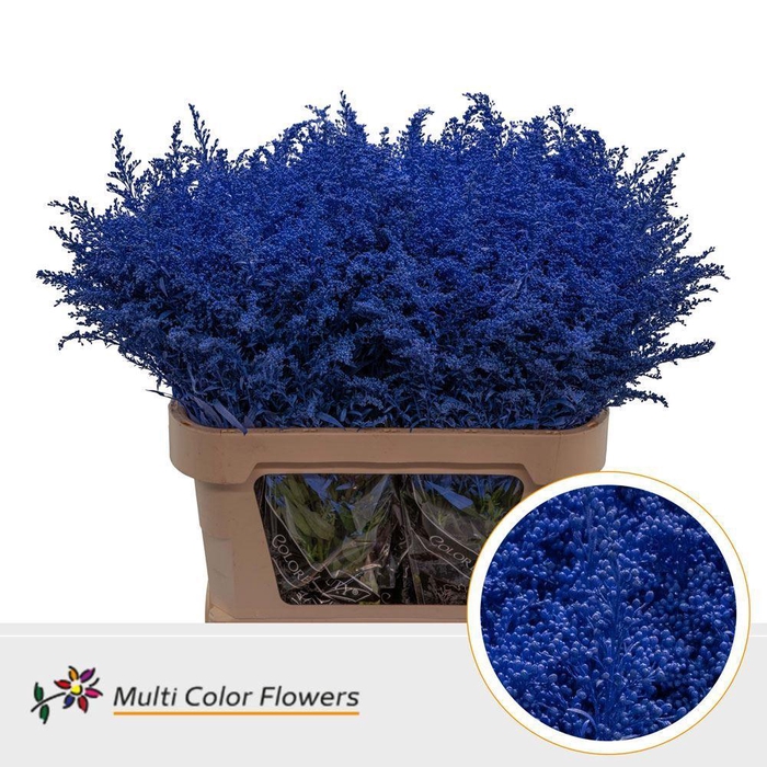 Solidago DYED Blue Dark