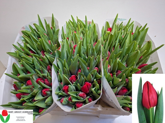 <h4>TU EN RED STONE</h4>