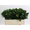 Ruscus Hypophyllum