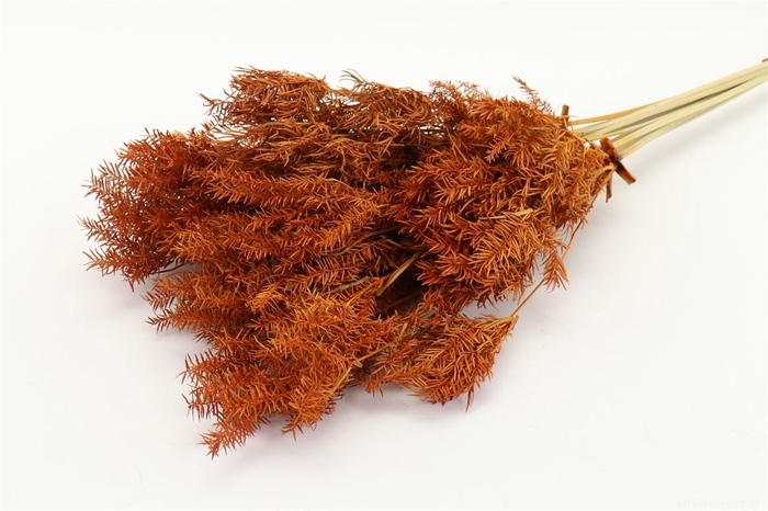 <h4>Bunch Umbrella Sedge 60g  Slv L45</h4>