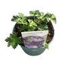 Geranium Rozanne