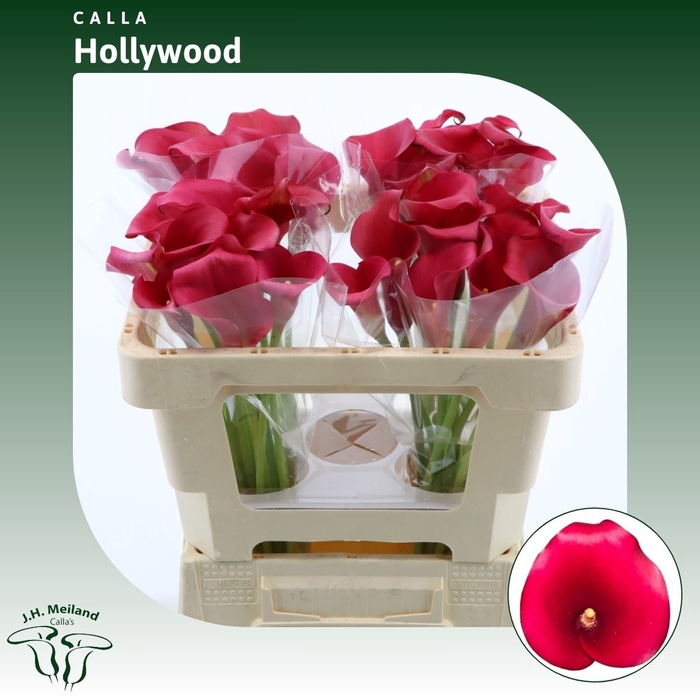 <h4>Calla Hollywood</h4>