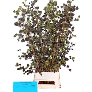 Lavatera Zaaddoos