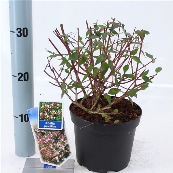 Abelia grandiflora P17 (2ltr)