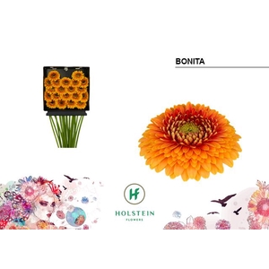 Germini Pomponi Bonita Diamond per kaart