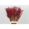 Bromelia Red Paloma