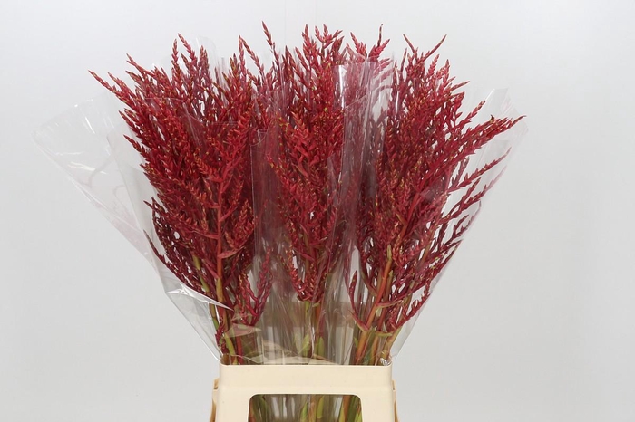 <h4>Bromelia Red Paloma</h4>