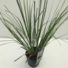 Cortaderia selloana