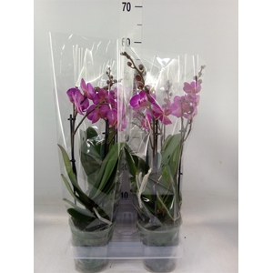 Phalaenopsis multi.   ...lilac