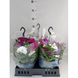 Petunia   ...mix in pot