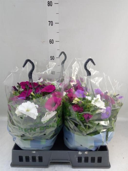 <h4>Petunia   ...mix in pot</h4>