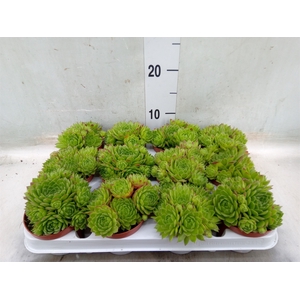 Sempervivum   ...
