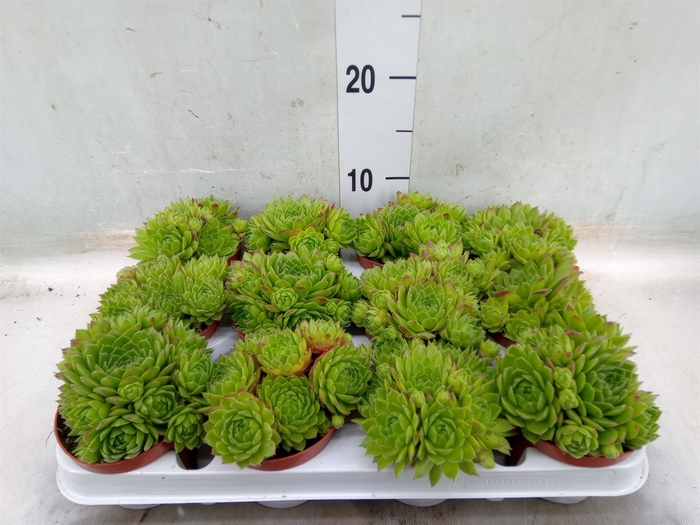 <h4>Sempervivum   ...</h4>