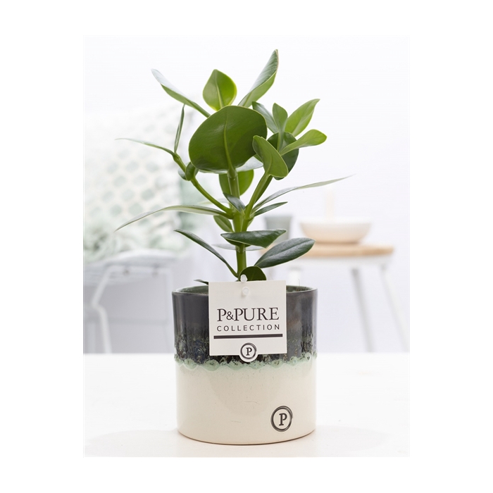 <h4>Clusia Rosea in P&PURE Illusion cer. perfectly imperfectable)</h4>