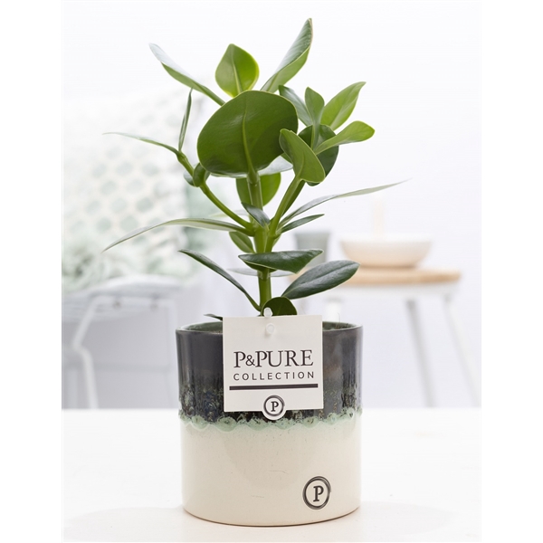 Clusia Rosea in P&PURE Illusion cer. perfectly imperfectable)