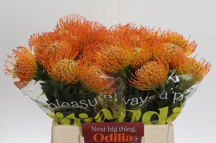 <h4>Nutans Ayoba Sun</h4>