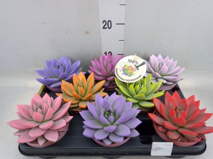 <h4>Echeveria  'Miranda'</h4>