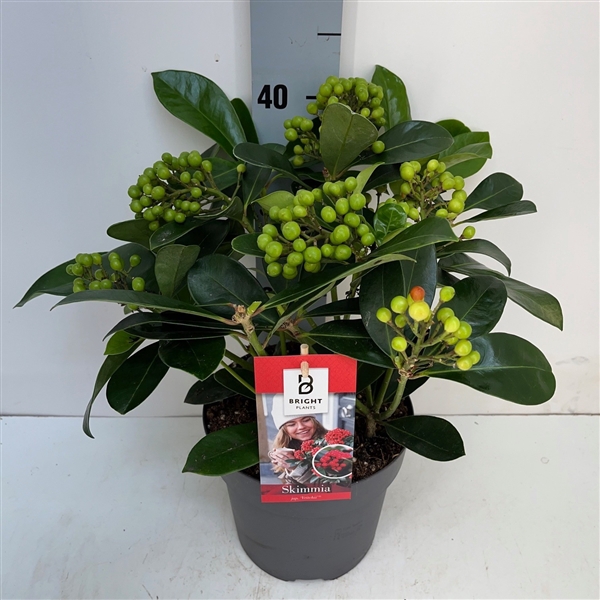 <h4>Skimmia Veitchii P19 5-7 tros</h4>