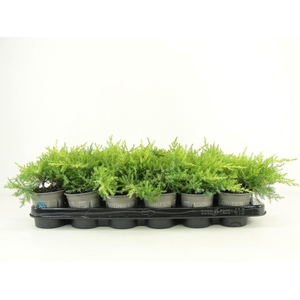 Juniperus x pfitzeriana Gold Star