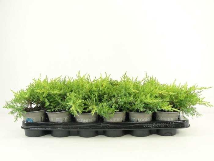 <h4>Juniperus x pfitzeriana Gold Star</h4>