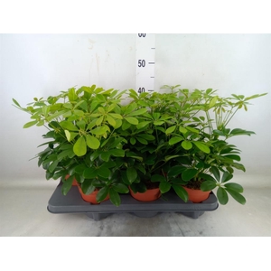 Schefflera arbor. 'Gerda'