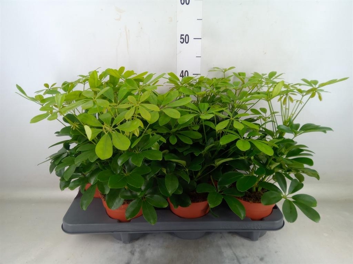 <h4>Schefflera arbor. 'Gerda'</h4>