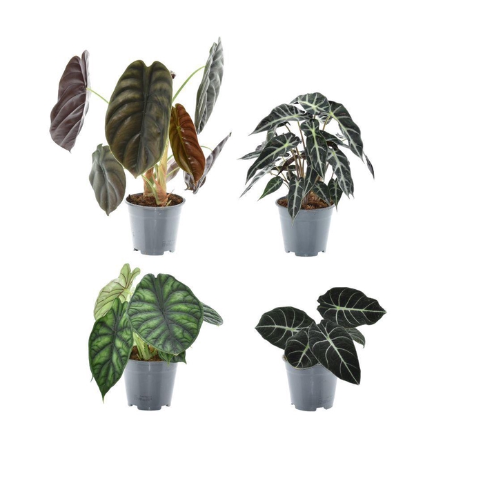 <h4>Alocasia Gemengd</h4>