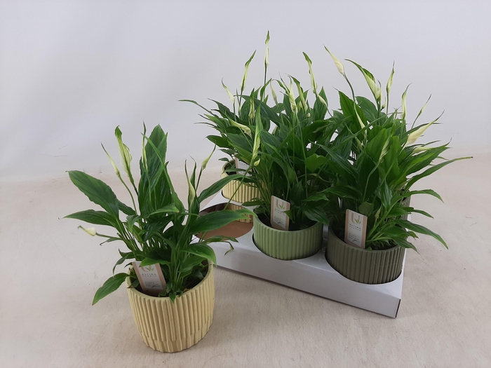 <h4>SPATH CHOPIN</h4>